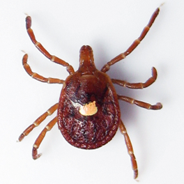 Lone Star Tick (Amblyomma americanum)